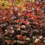 Load image into Gallery viewer, Ninebark, Ginger Wine #3