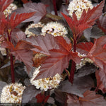 Load image into Gallery viewer, Ninebark, Ginger Wine #3