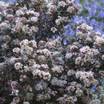 Load image into Gallery viewer, Ninebark, Little Joker #2