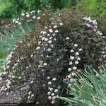 Load image into Gallery viewer, Ninebark, Summer Wine #3