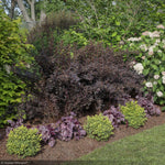 Load image into Gallery viewer, Ninebark, Summer Wine Black #3