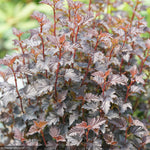 Load image into Gallery viewer, Ninebark, Summer Wine Black #3