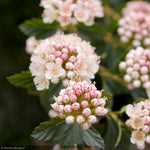Load image into Gallery viewer, Ninebark, Tiny Wine #2