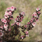 Load image into Gallery viewer, Ninebark, Tiny Wine #2