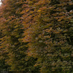 Load image into Gallery viewer, Norway Maple, Crimson King #20