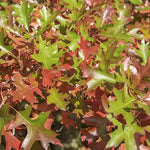 Load image into Gallery viewer, Oak, Pin #25