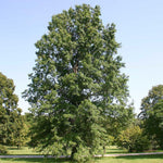 Load image into Gallery viewer, Oak, Pin #25