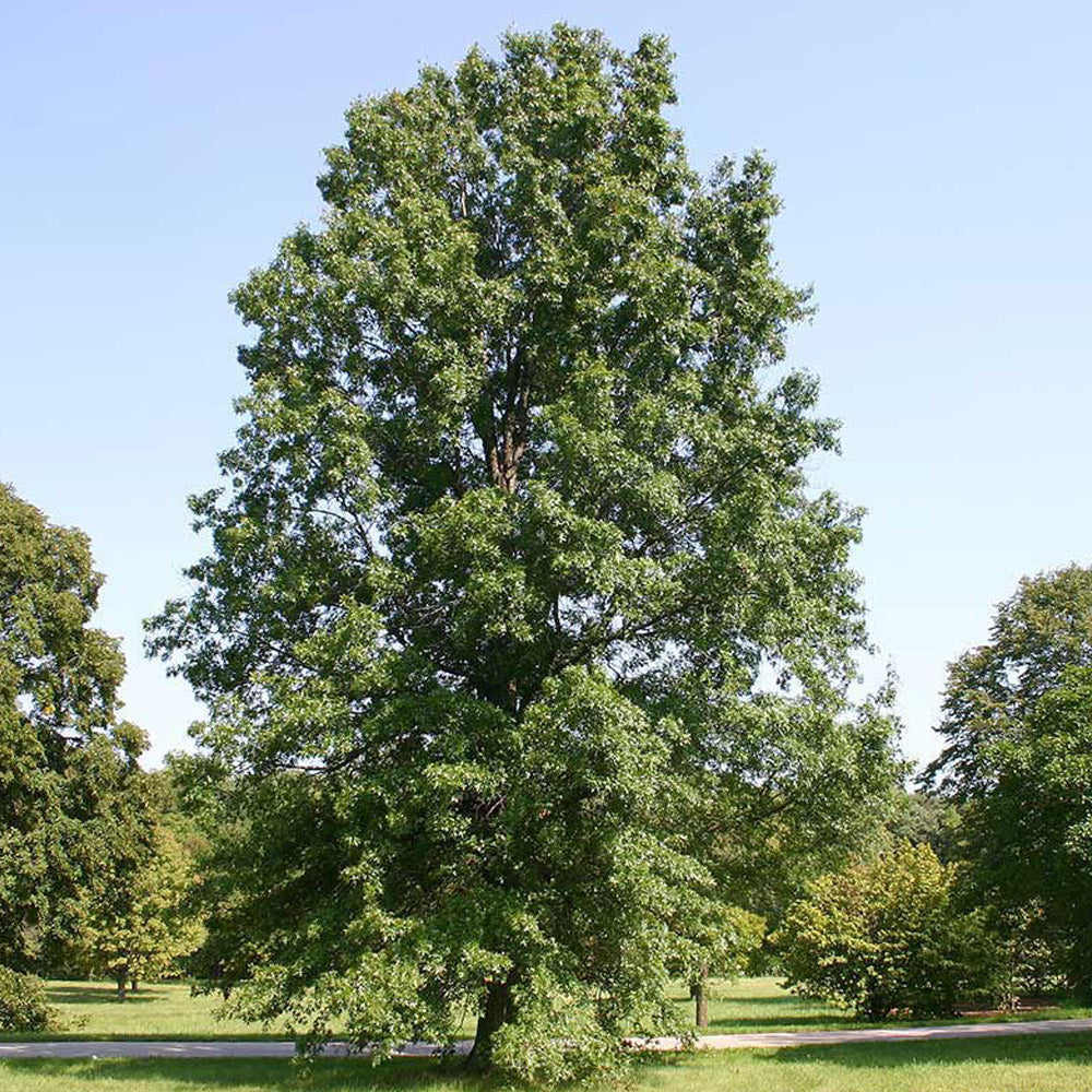 Oak, Pin #25