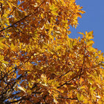 Load image into Gallery viewer, Oak, Swamp White #15