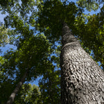 Load image into Gallery viewer, Oak, White #25