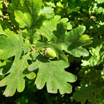 Load image into Gallery viewer, Oak, White #15