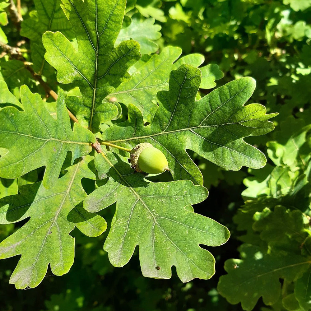 Oak, White #15