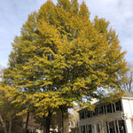 Load image into Gallery viewer, Oak, Willow #15