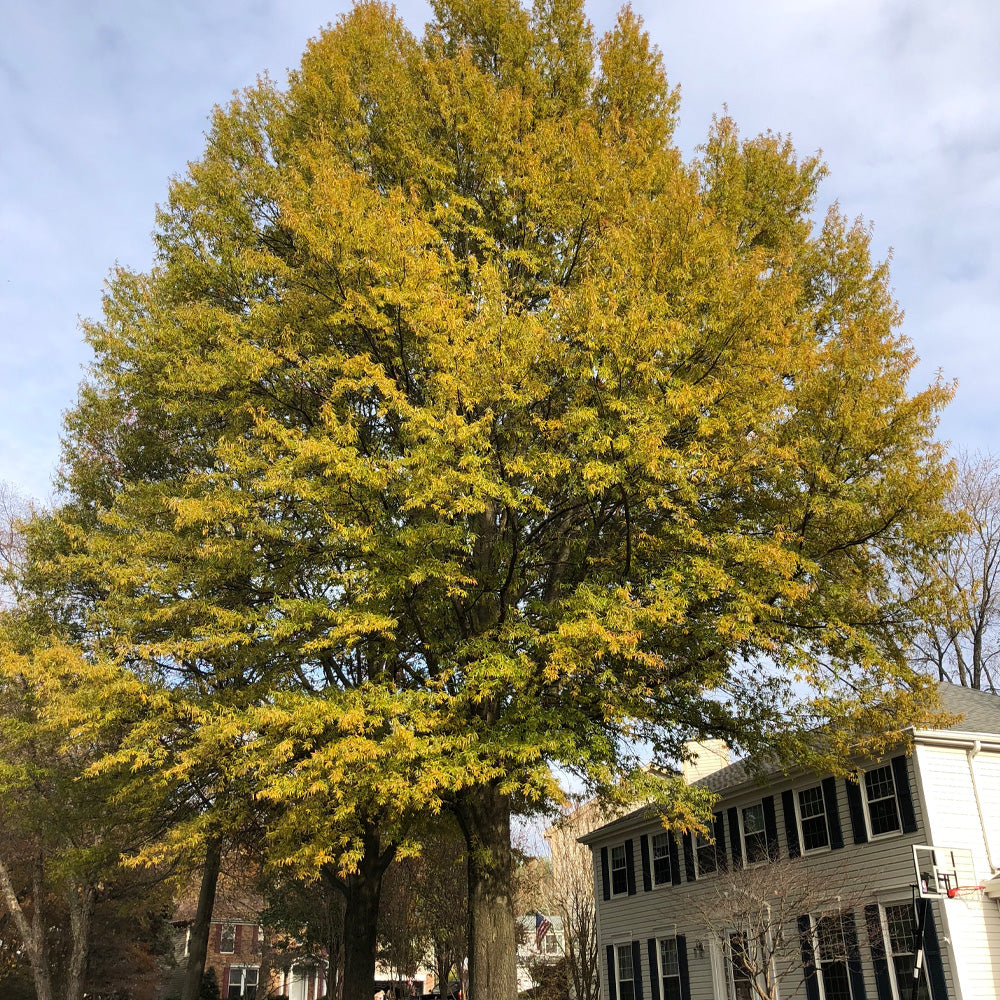 Oak, Willow #25