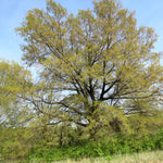 Load image into Gallery viewer, Oak, Willow #15