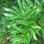 Load image into Gallery viewer, Oak, Willow #15