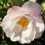 Load image into Gallery viewer, Camellia, October Magic Orchid #7