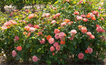 Load image into Gallery viewer, Rose, Kock Out Orange Glow #3