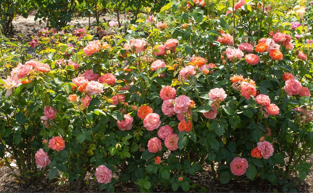 Rose, Kock Out Orange Glow #3