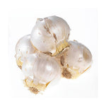 Load image into Gallery viewer, Allium, Ambassador #1
