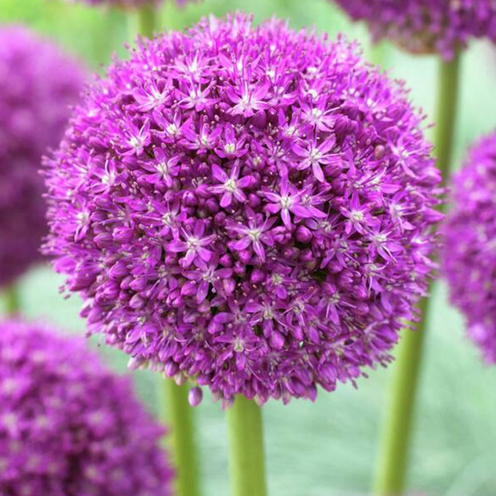 Allium, Ambassador #1