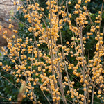 Load image into Gallery viewer, Holly, Winterberry Berry Heavy Gold #3