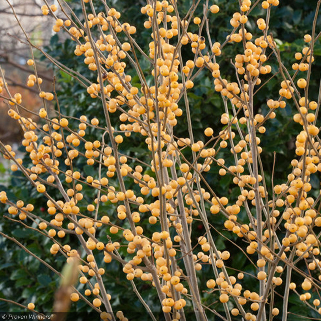Holly, Winterberry Berry Heavy Gold #3