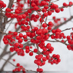 Load image into Gallery viewer, Holly, Winterberry Berry Poppins #2