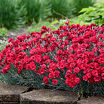 Load image into Gallery viewer, Dianthus, Fruit Punch Maraschino #1