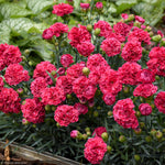 Load image into Gallery viewer, Dianthus, Fruit Punch Raspberry Ruffles #1