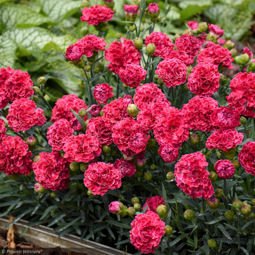 Dianthus, Fruit Punch Raspberry Ruffles #1 – Greenwood Creek Nursery