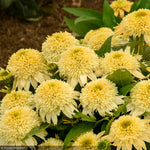 Load image into Gallery viewer, Coneflower, Double Coded Butter Pecan #1