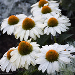 Load image into Gallery viewer, Coneflower, Color Coded The Price is White #1