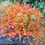 Load image into Gallery viewer, Fothergilla, Legend of the Small #2