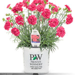 Load image into Gallery viewer, Dianthus, Fruit Punch Raspberry Ruffles #1