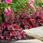 Load image into Gallery viewer, Coral Bells, Primo Mahogany Monster #1