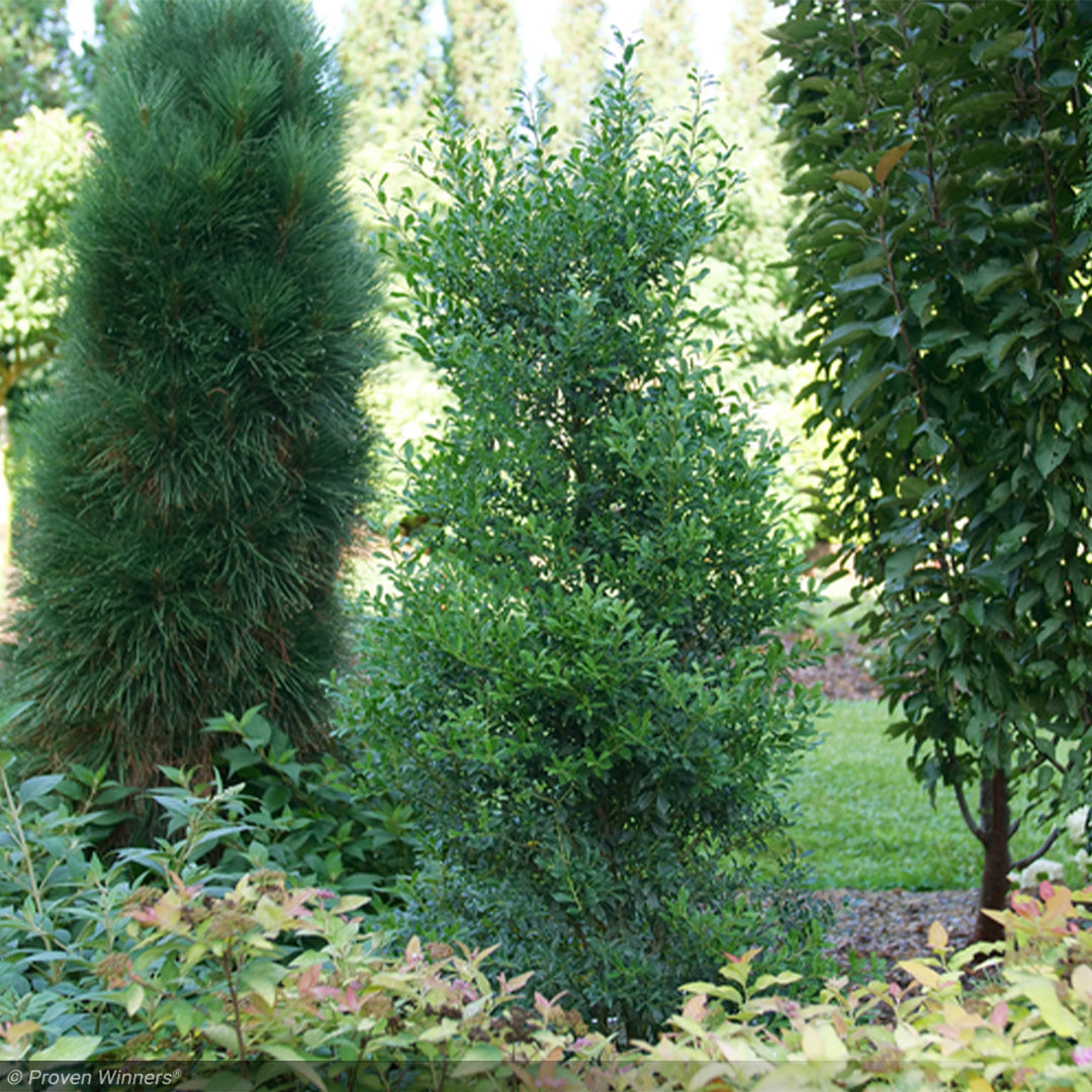 Holly, Inkberry Squeeze Box #3 – Greenwood Creek Nursery