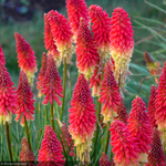 Load image into Gallery viewer, Red Hot Poker, Pyromania Rocket's Red Glare #1