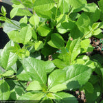 Load image into Gallery viewer, Holly, Winterberry Mr. Poppins #2