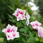 Load image into Gallery viewer, Rose of Sharon, Starblast Chiffon #3