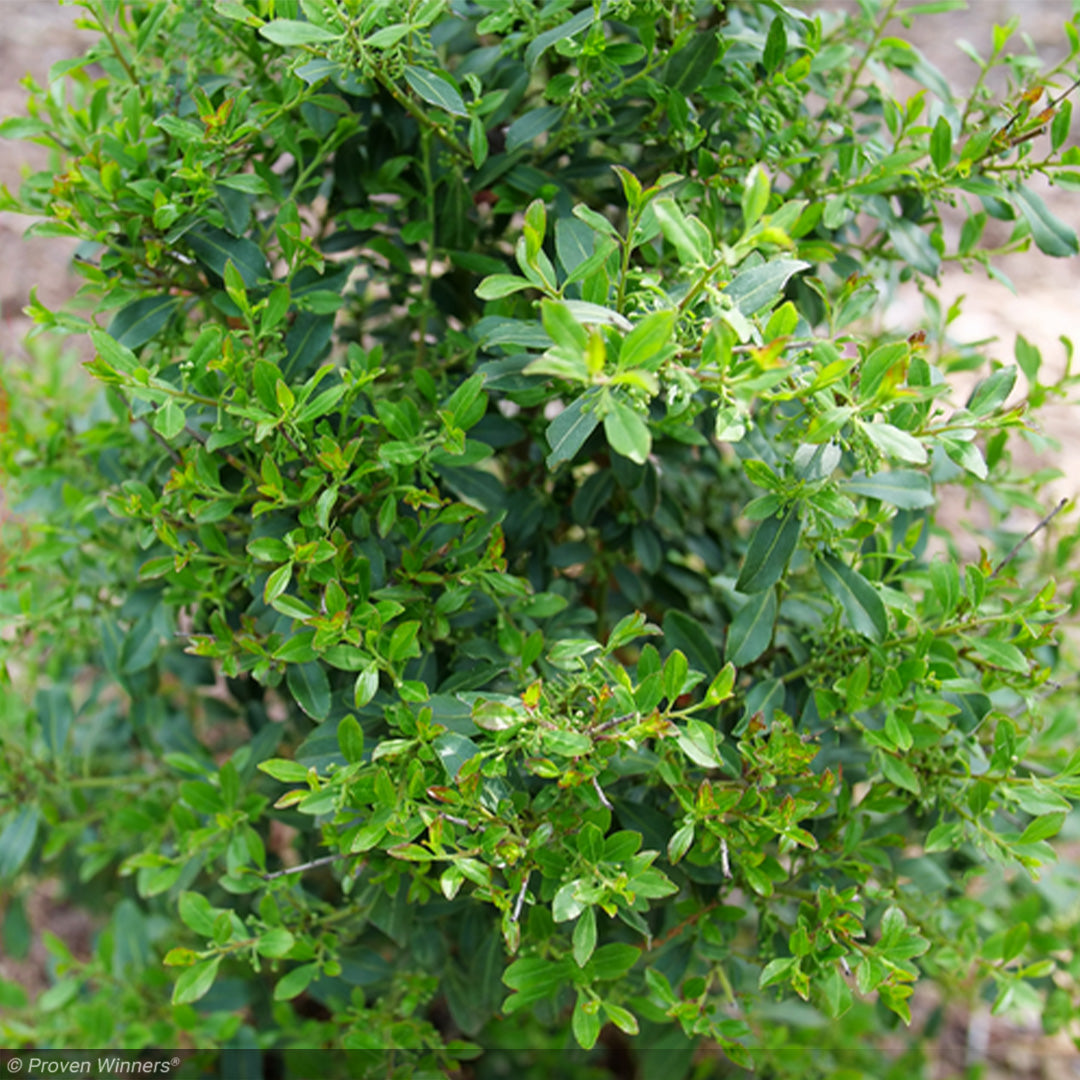 holly Holly, Inkberry Squeeze Box #3 – Greenwood Creek Nursery
