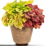 Load image into Gallery viewer, Coral Bells, Primo Mahogany Monster #1