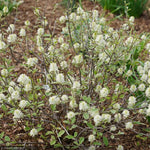 Load image into Gallery viewer, Fothergilla, Legend of the Small #2