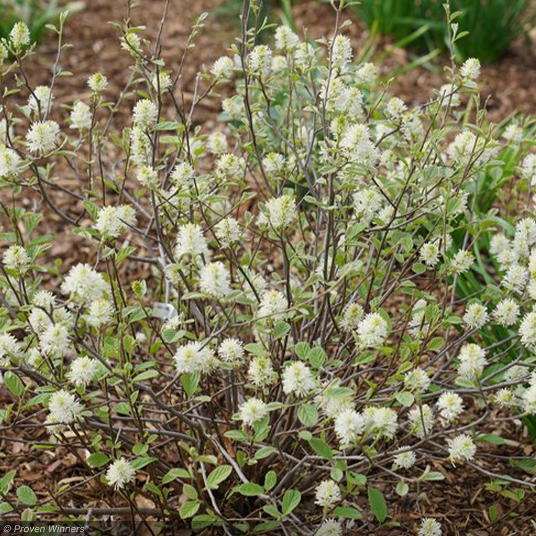 Fothergilla, Legend of the Small #2