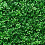 Load image into Gallery viewer, Pachysandra, Terminalis - Flat