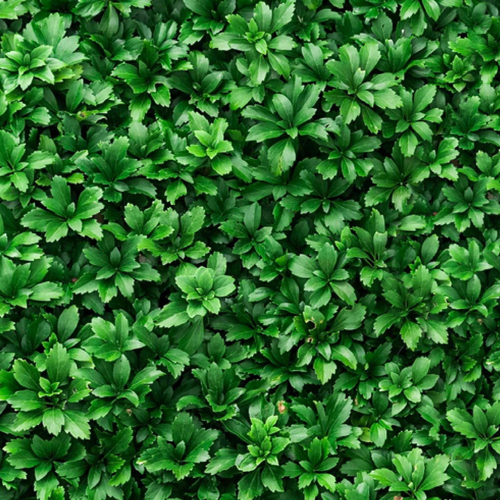 Pachysandra, Terminalis - Flat