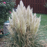 Load image into Gallery viewer, Pampas Grass, Dwarf Pumila #2
