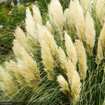 Load image into Gallery viewer, Pampas Grass, Ivory Feather #3