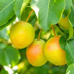 Load image into Gallery viewer, Pear, Asian Juicy Jewel #7