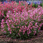 Load image into Gallery viewer, Penstemon, Bejeweled Pink Pearls #1
